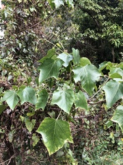 Mallotus paniculatus