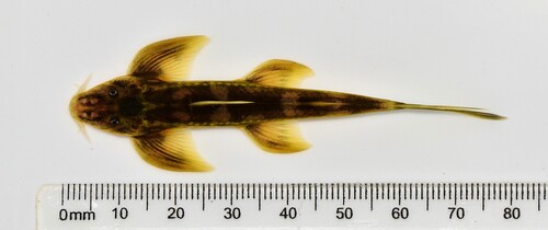 Congo loach catfish (Congoglanis alula) — Amphiliidae