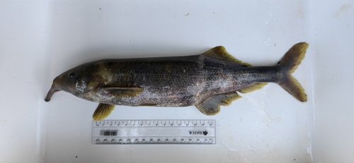 Petersolifantsvis (Gnathonemus petersii) — Mormyridae — 3