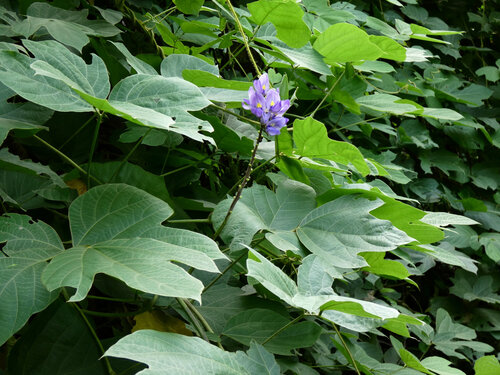 Jicama (Pachyrhizus erosus)