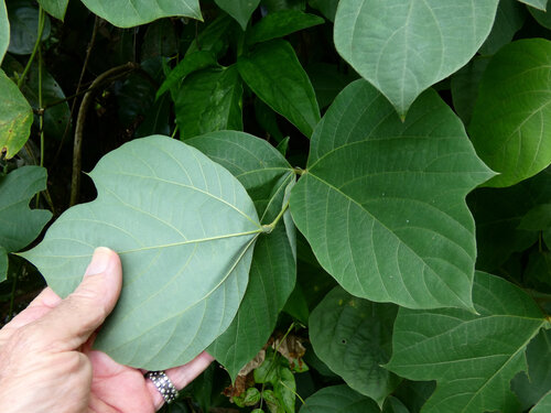 Pachyrhizus erosus