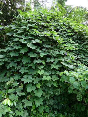 Pachyrhizus erosus, photograph 5