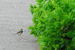 Dendronanthus indicus