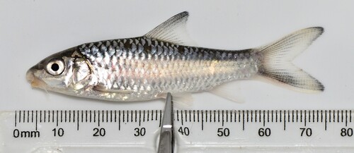 Ruwvin-grootbarbeel (Labeobarbus trachypterus) — Cyprinidae — 2