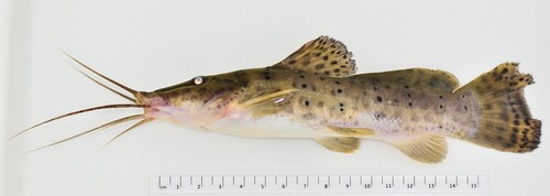Parauchenoglanis punctatus