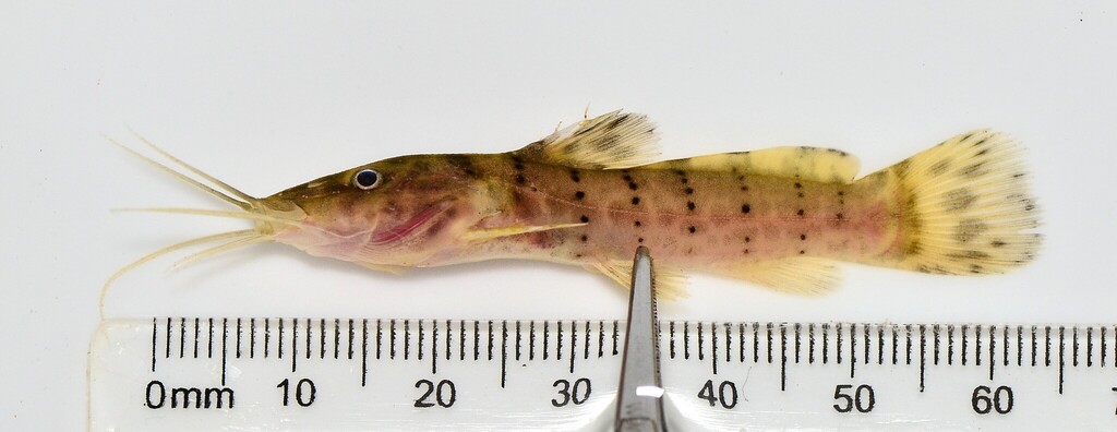 Gevlekte stroommeerval (Parauchenoglanis punctatus) — Claroteidae