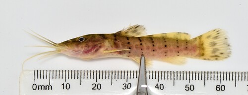 Spotted catfish (Parauchenoglanis punctatus) — Claroteidae
