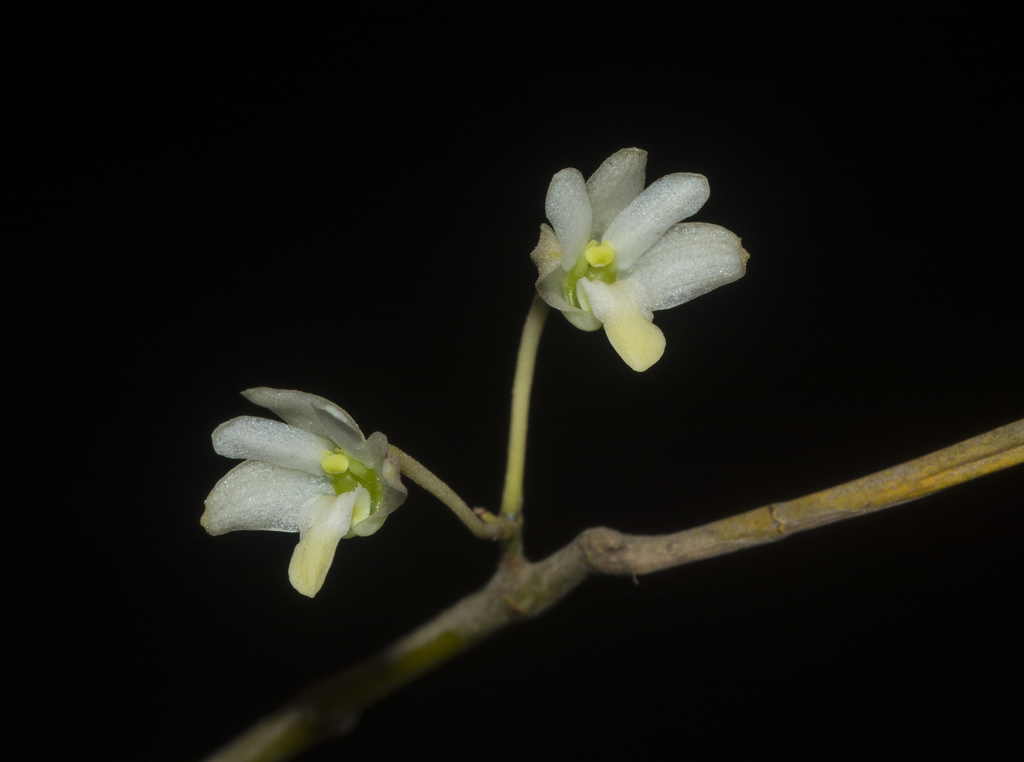 Dendrobium herbaceum Lindl.