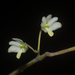 Dendrobium herbaceum - Photo (c) S.MORE, algunos derechos reservados (CC BY-NC), subido por S.MORE
