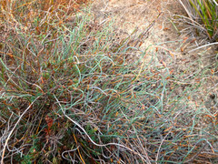 Lepidobolus drapetocoleus