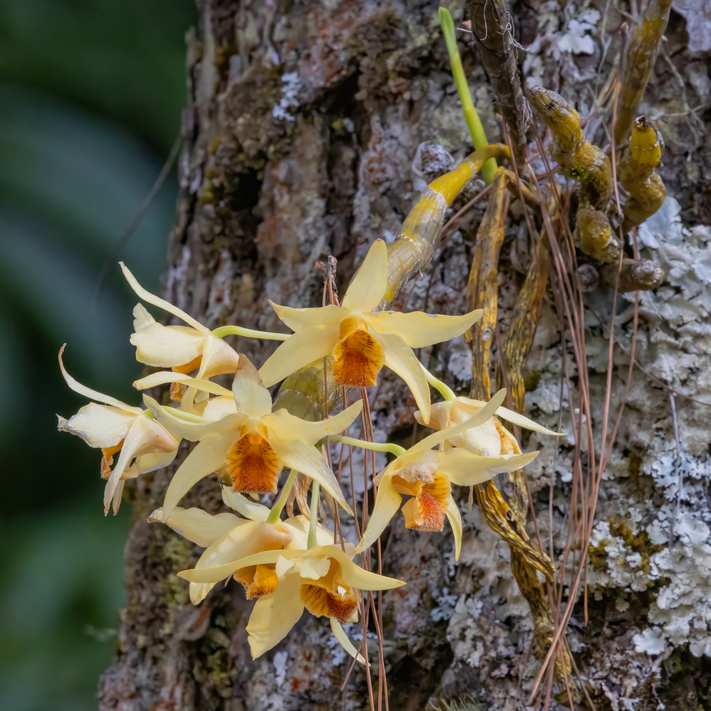 Dendrobium heterocarpum; photograph (c) Dan Vickers, some rights reserved (CC BY)
