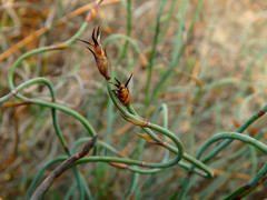 Lepidobolus drapetocoleus