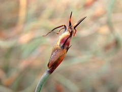Lepidobolus drapetocoleus