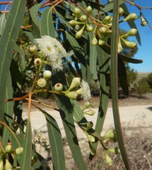 Eucalyptus fasciculosa