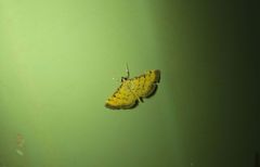 Herpetogramma hipponalis