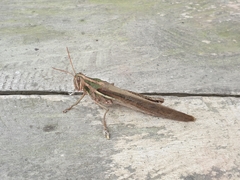 Schistocerca pallens