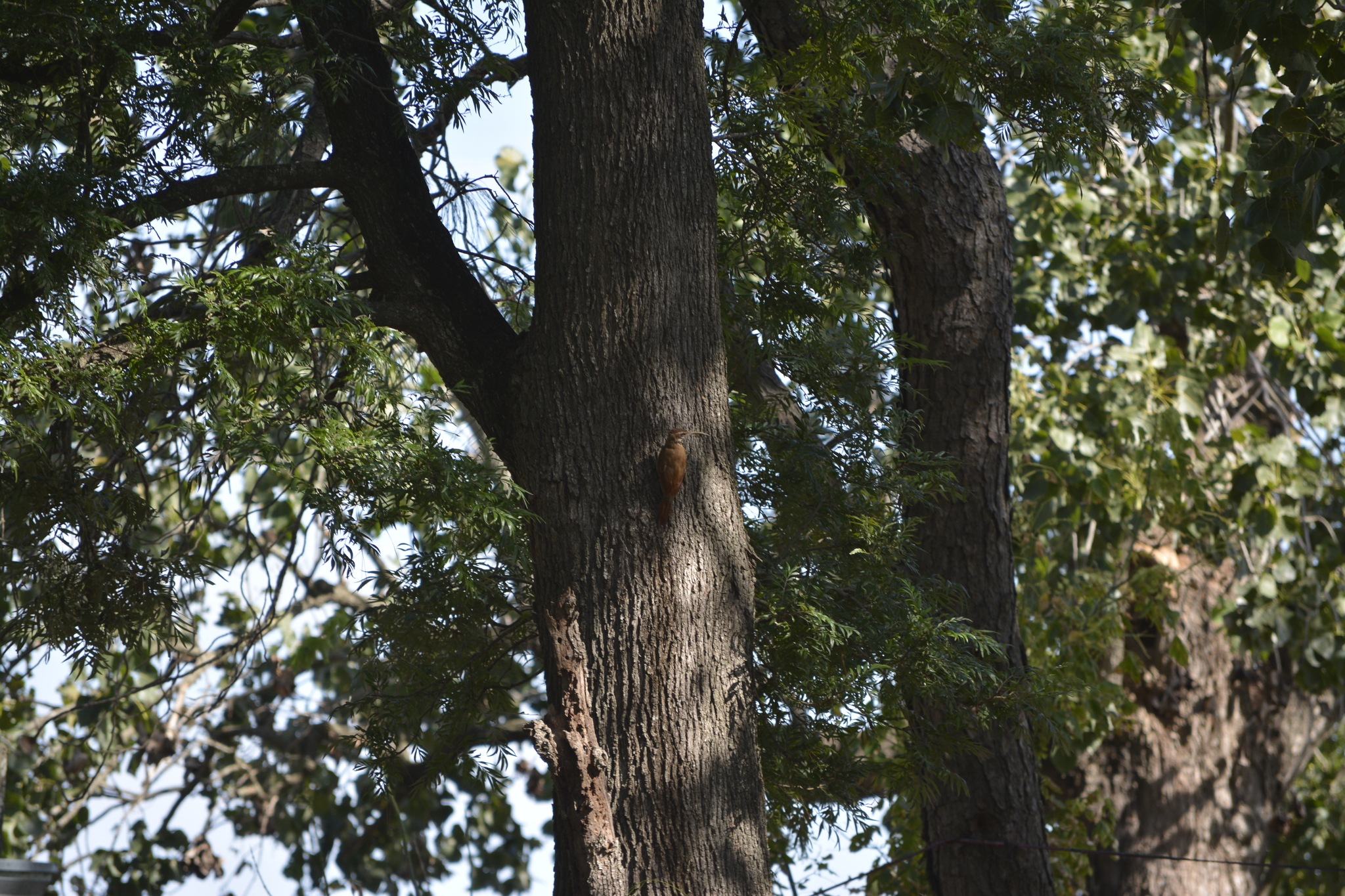 Scimitar-billed Woodcreeper (Drymornis bridgesii), photo 2