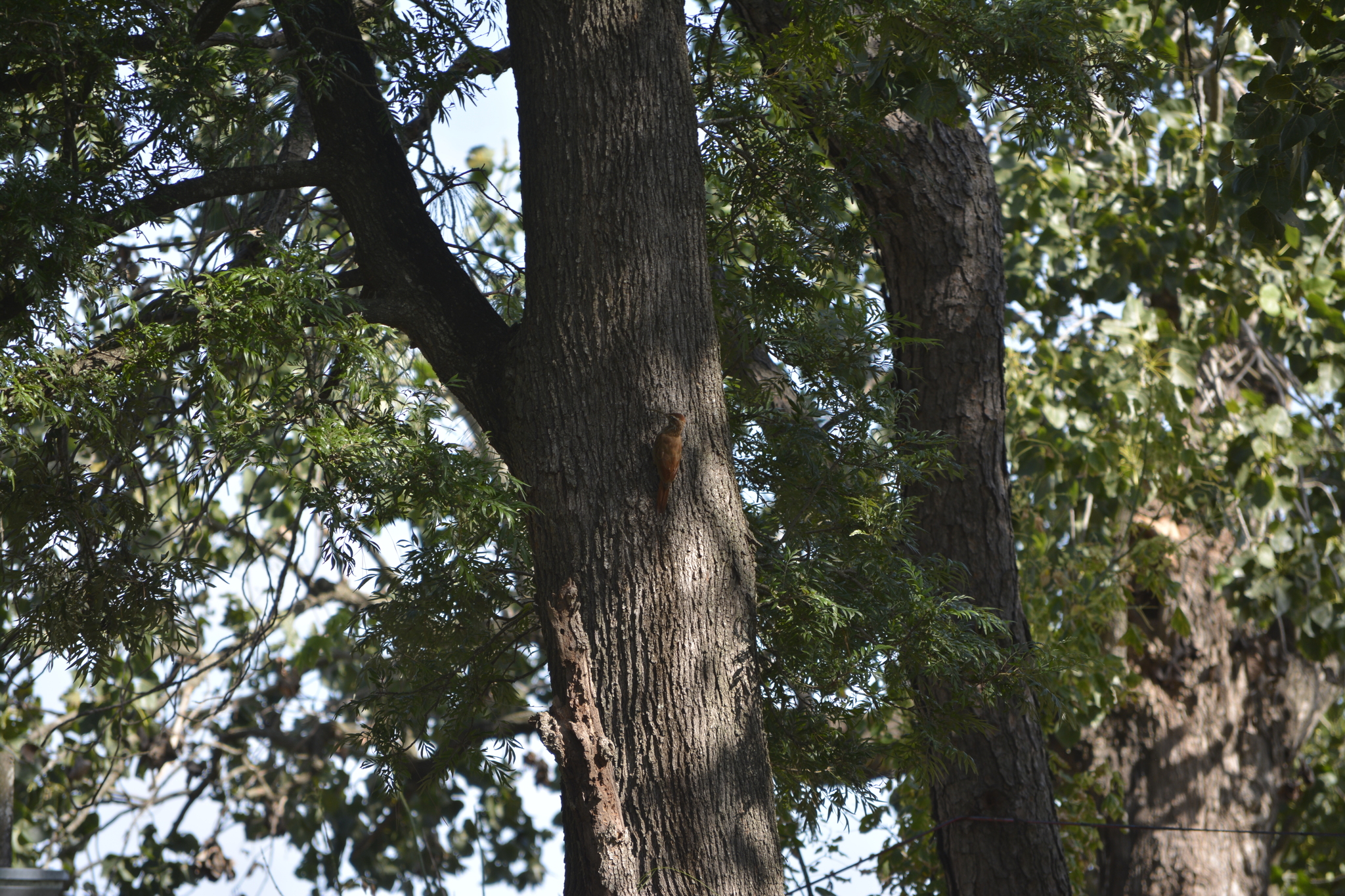 Scimitar-billed Woodcreeper (Drymornis bridgesii), photo 3