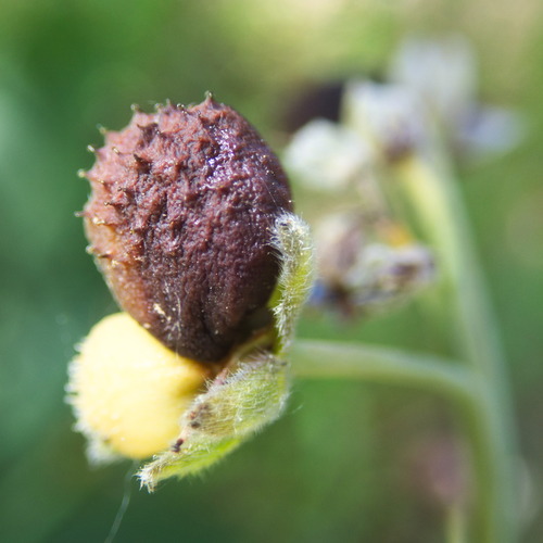 Pacific hound's tongue (Adelinia grandis)