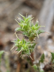 Lastarriaea coriacea