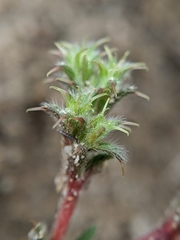 Lastarriaea coriacea