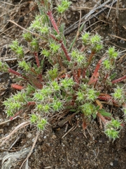 Lastarriaea coriacea