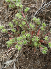 Lastarriaea coriacea