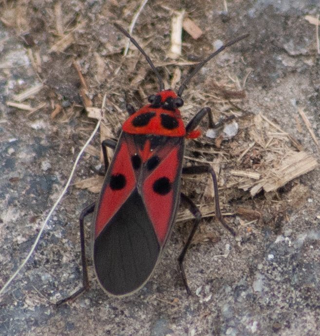 Lygaeus oreophilus