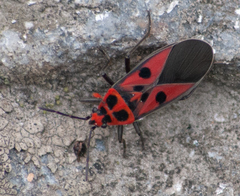 Lygaeus oreophilus