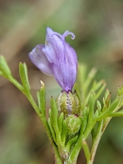 Gilia achilleifolia