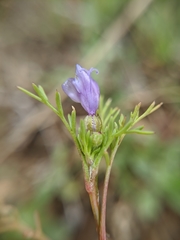 Gilia achilleifolia