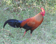 Gallus lafayettii
