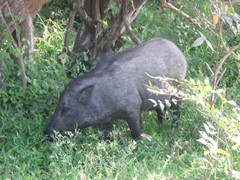 Sus scrofa cristatus