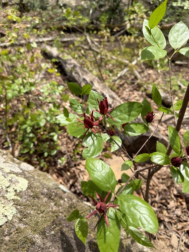 Eastern Sweetshrub (Calycanthus floridus)