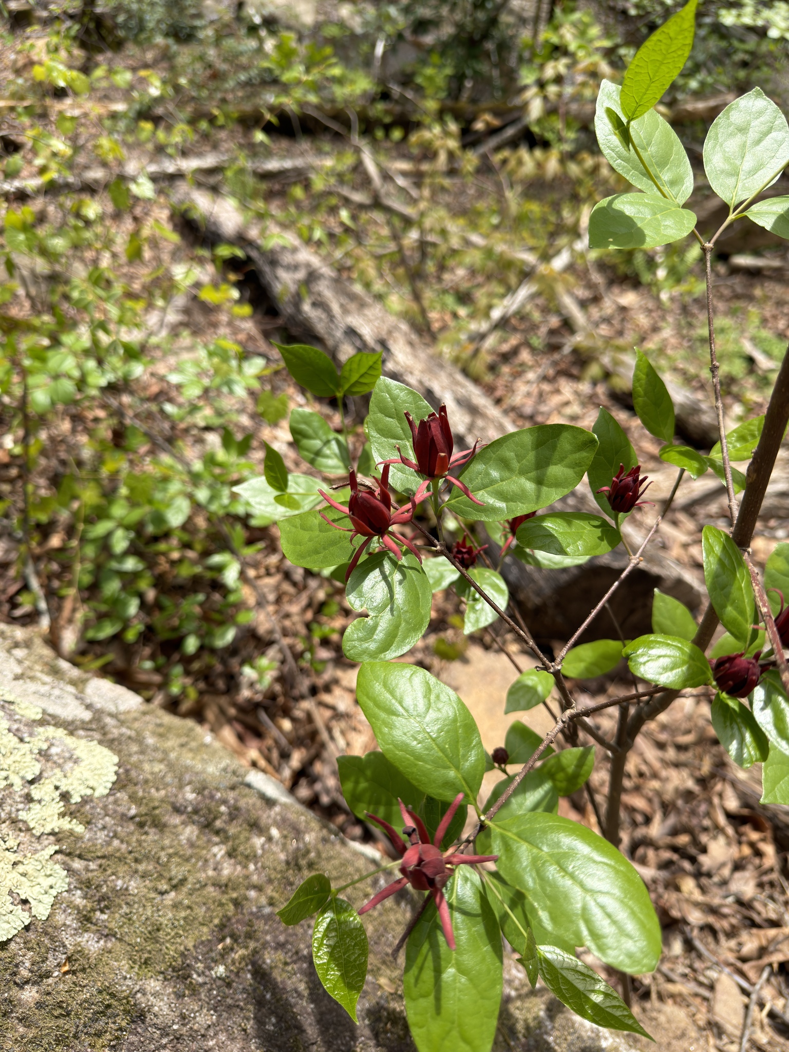 Eastern Sweetshrub (Calycanthus floridus)