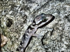 Cyrtodactylus jellesmae