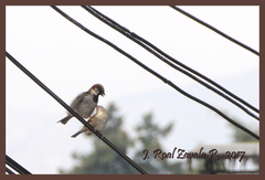 Passer domesticus
