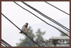 Passer domesticus