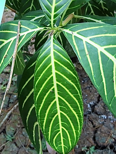 Sanchezia tigrina