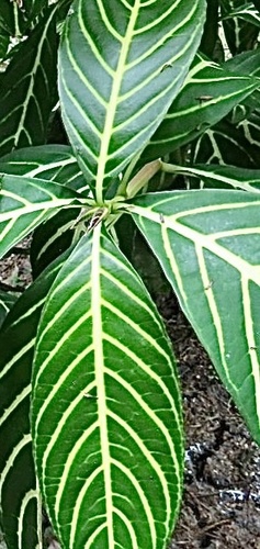 Sanchezia tigrina