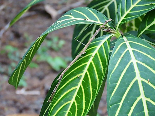 Sanchezia tigrina