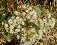 Eucalyptus fasciculosa