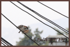 Passer domesticus