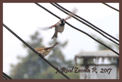 Passer domesticus