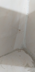 Pholcidae