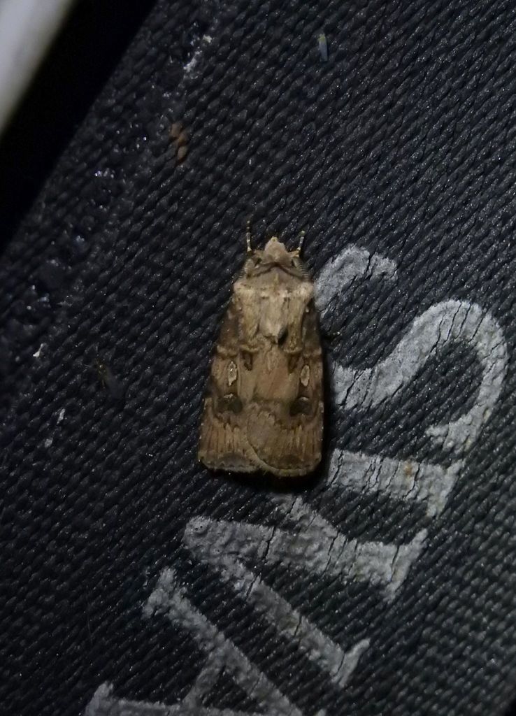 Agrotis interjectionis
