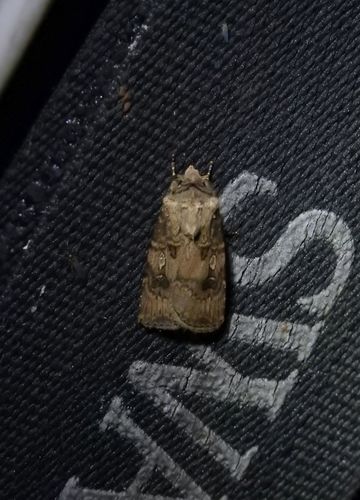 Agrotis interjectionis Guenée, 1852