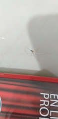 Pholcidae