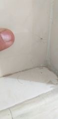 Pholcidae