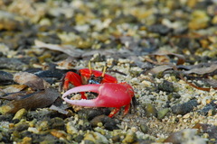 Paraleptuca crassipes